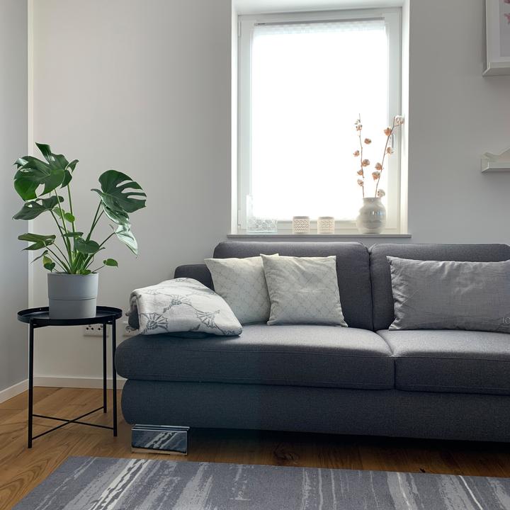 Produktbild Flowerbox Fensterblatt - Monstera Deliciosa (75 cm)