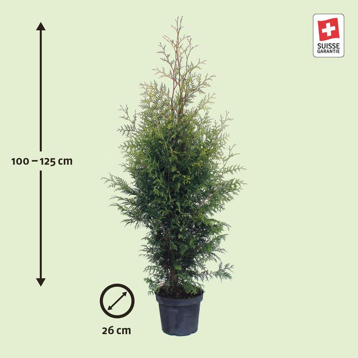 Produktbild Zulauf Thuja / Thuja occ. 'Brabant' (125 cm)