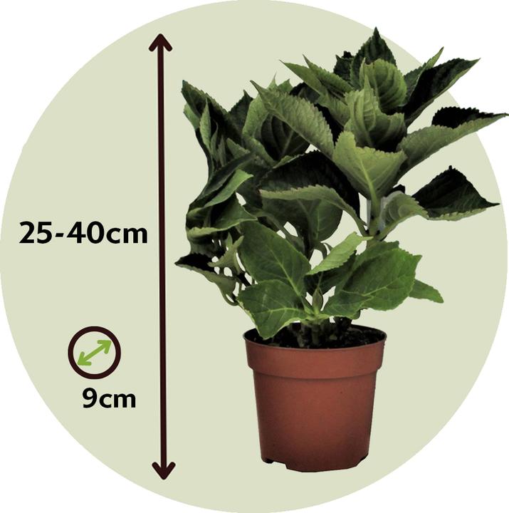 Actual product image Plant in a Box Hydrangea macrophylla 'Early Blue' - Set of 3 hydrangeas (25 cm)