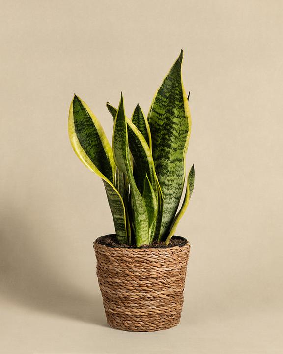 Actual product image feey Mother-in-law's tongue (35 cm, Freshly repotted)