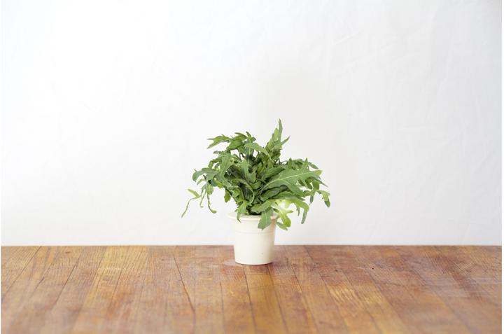 Image du produit Click and Grow moutarde en feuilles (Graines d'herbes aromatiques)