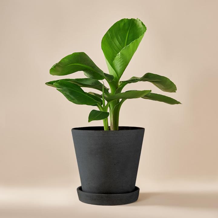 Produktbild Mary and Plants Bananenpflanze mit HAY Topf in Schwarz (45 cm)