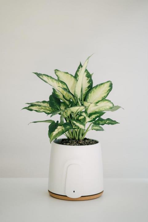 Immagine prodotto Vitesy Natede Basic Natürlicher Luftreiniger (20 m²)