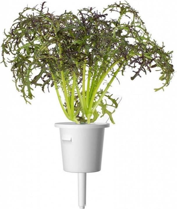 Produktbild Click and Grow Saatgut Roter Rüschen-Senf, 3er-Pack (Kräutersamen)