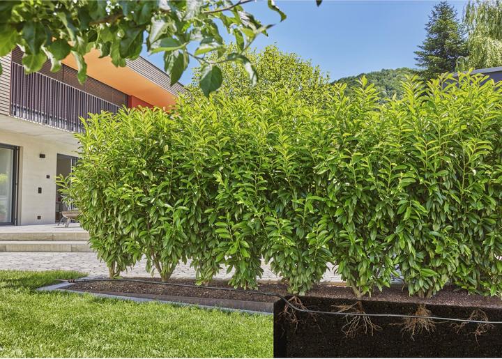 Actual product image Gardena Above and below ground drip tube for bushes/hedges (Drip hose + drip tube)