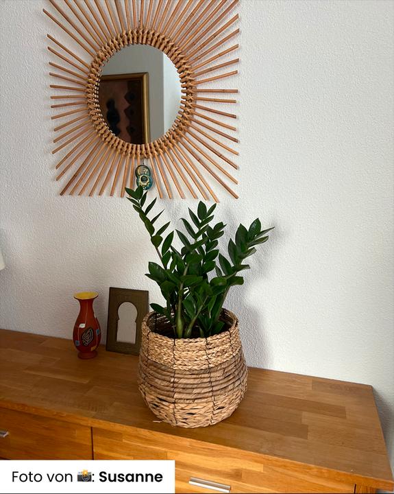 Immagine prodotto feey Piuma fortunata (55 cm, Appena rinvasata)