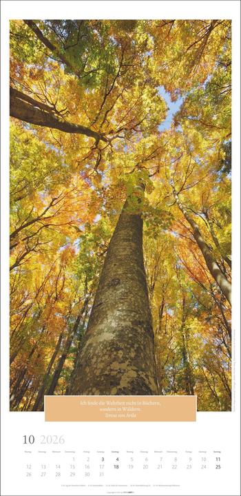 Produktbild Wunderwelt der Bäume Kalender 2026 (33 x 68 cm, Deutsch)