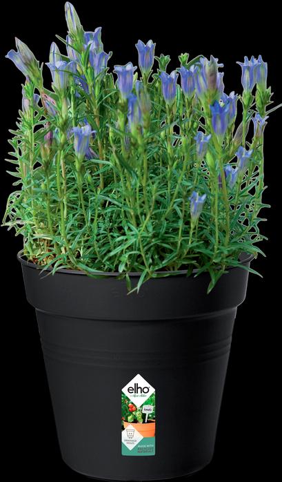 Image du produit Elho Green Basics (17 cm)