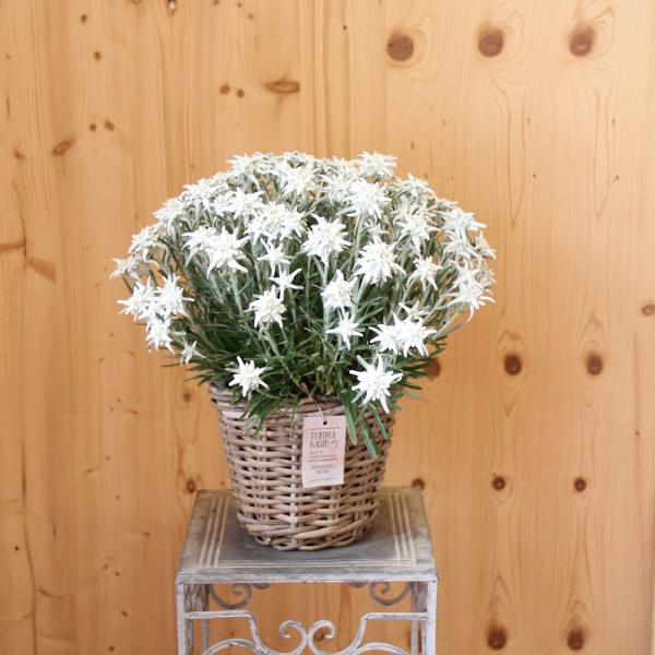 Produktbild Säntispracht Das urwüchsige Edelweiss im Korb- Leontopodium alpinum (25 cm)