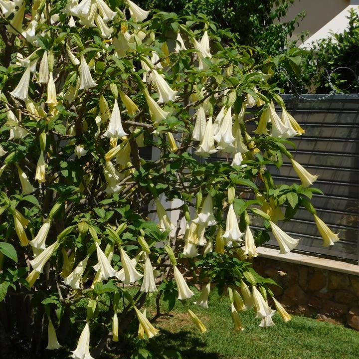 Produktbild Plant in a Box Brugmansia versicolor, sanguinea, suaveolens - 3er Set Engelstrompete (25 cm)