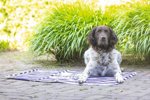 Image du produit Beeztees Kühlmatte Hello Summer (Chien)