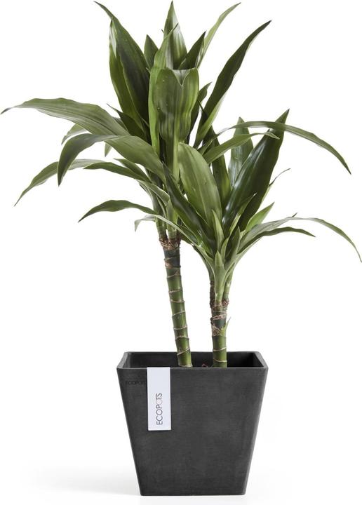 Produktbild Ecopots Rotterdam (20 cm)
