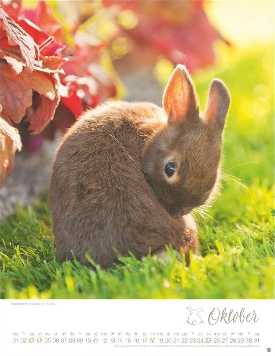 Image du produit Kaninchenkinder Posterkalender 2026 (34 x 44 cm, Couverture rigide, Allemand)