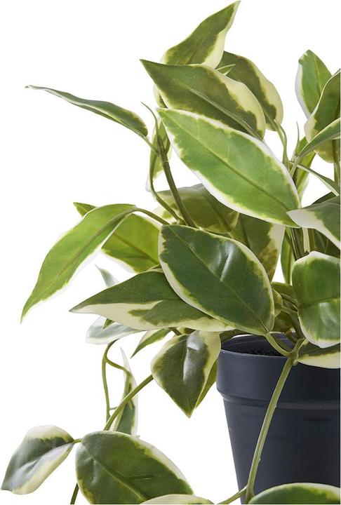 Produktbild House Nordic Hoya (33 cm)