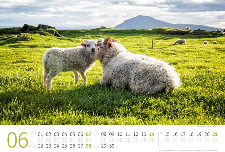 Actual product image Schafe Kalender 2026 (45 x 33 cm, Hardcover, German, French, Italian, English)
