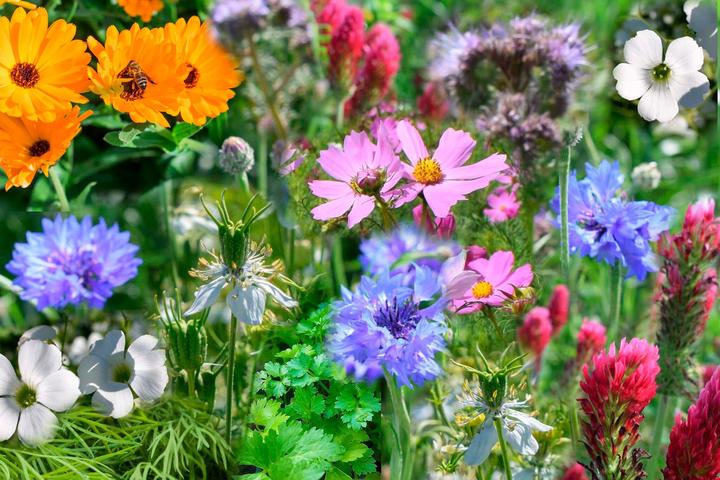 Produktbild Living Seeds Blumenmischung, Schmetterlingsparadies (Blumensamen)