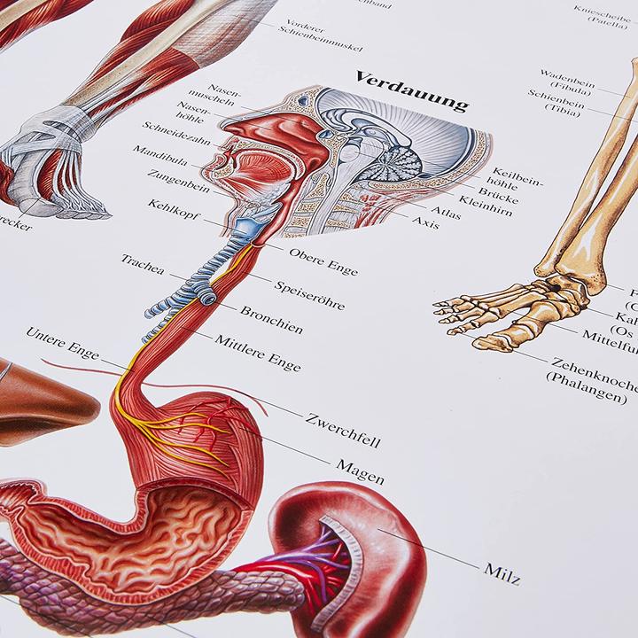Produktbild Rüdiger Anatomische Lehrtafel Der menschliche Körper Deutsch (70 x 70 cm)
