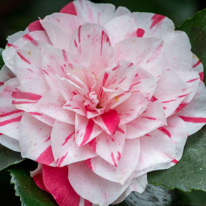 Actual product image Plant in a Box Camellia japonica Bonomiana - Set of 2 Japanese roses (50 cm)
