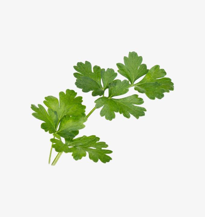 Actual product image Véritable Bio-Petersilie (glatt) (Herb seeds)