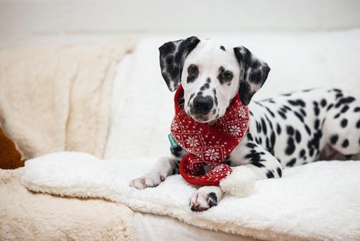Actual product image Beeztees Christmas Plush (Dog bandana)