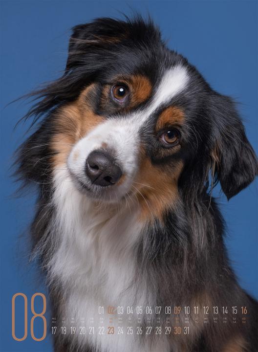 Produktbild Frei Schnauze - Kalender 2026 (33 x 45 cm, Harter Einband, Englisch, Deutsch)