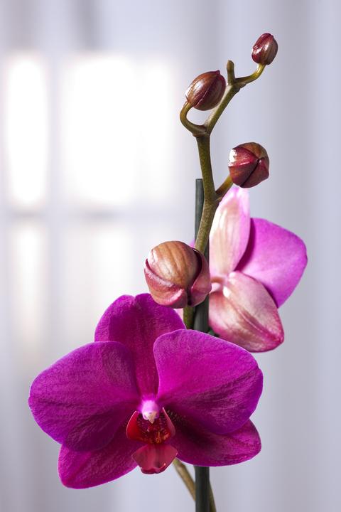 Actual product image Plant in a Box Phalaenopsis - Butterfly Orchid (50 cm)