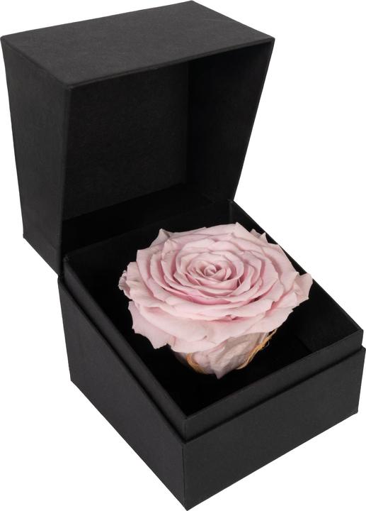 Produktbild Migros Ostschweiz Premium Rose (Stabilisierte Rose) in Geschenksbox (Infinity Blumen)