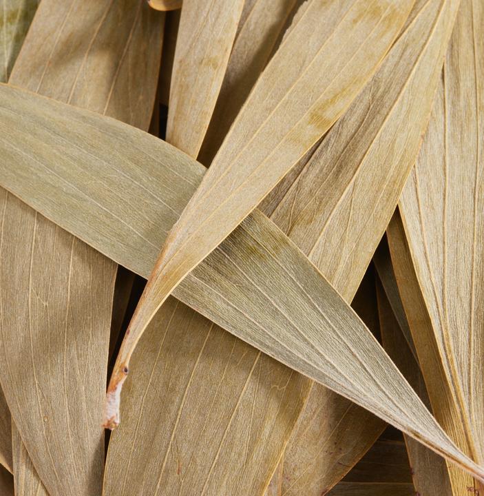 Produktbild Othmar Eukalyptus Blätter, 100 g