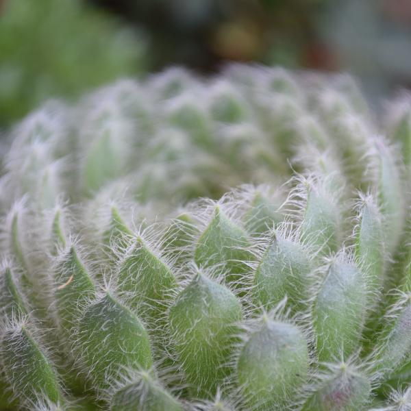 Produktbild Säntispracht Der robuster Hauswurz - Sempervivum (10 cm)