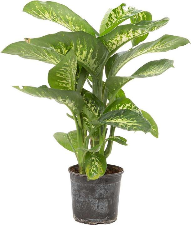 VEG and the City Nice - (Dieffenbachia mix) (65 cm)