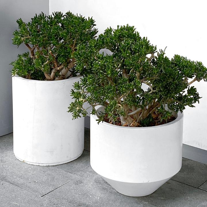 Actual product image Plant in a Box Crassula ovata Minor - Jade plant (60 cm)