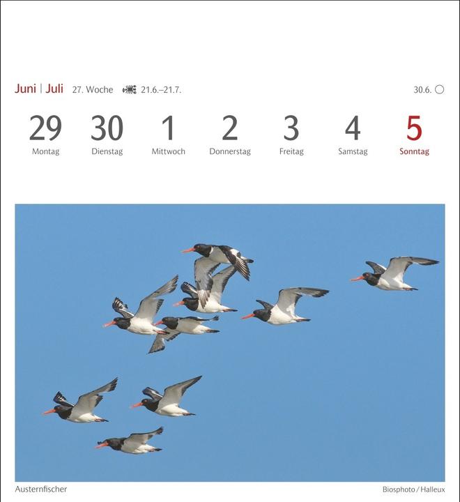 Immagine prodotto Harenberg Heimische Vögel Postkartenkalender 2026 - Wochenkalender mit 53 Postkarten (Tedesco)