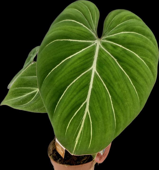 Produktbild Mahaloplants Philodendron gloriosum (25 cm)