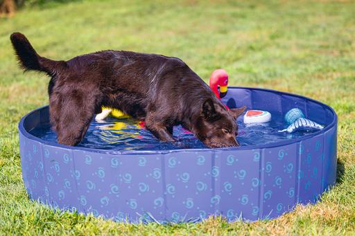 Immagine prodotto Beeztees Piscina per cani (Piscina per cani)