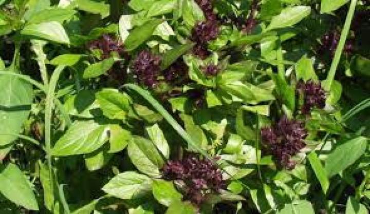 Tropica Basilic thaï (Graines d'herbes aromatiques)
