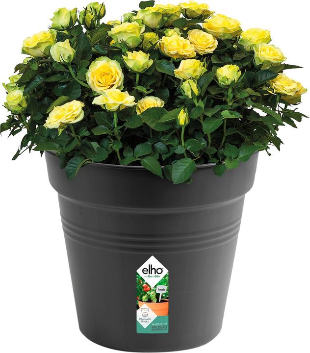 Produktbild Elho Green Basics (40 cm)