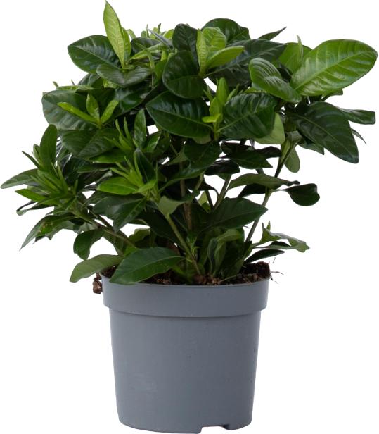 Plant in a Box Gardenia Jasminoides - Gardenie (30 cm)