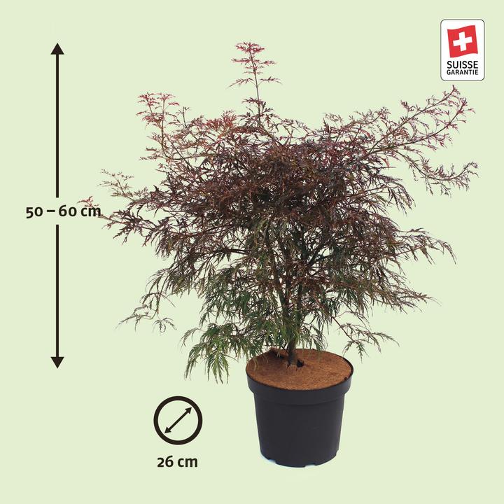 Actual product image Zulauf Japanischer Fächer-Ahorn / Acer palmatum 'Garnet' (60 cm)