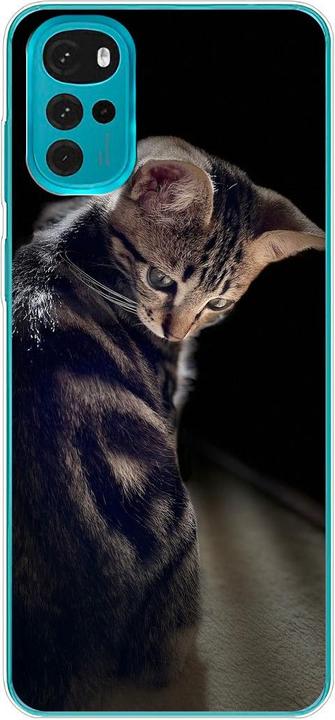 Young cat