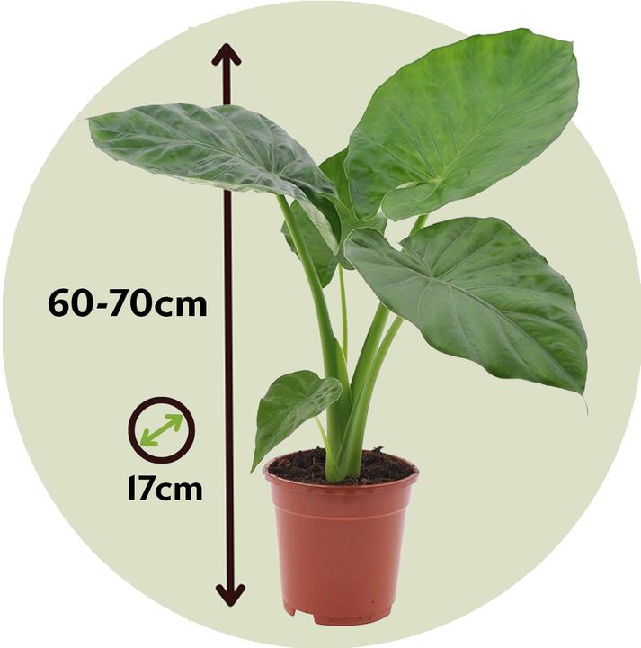 Actual product image Plant in a Box Alocasia macrorrhizos - Set of 2 Giant Ear (60 cm)