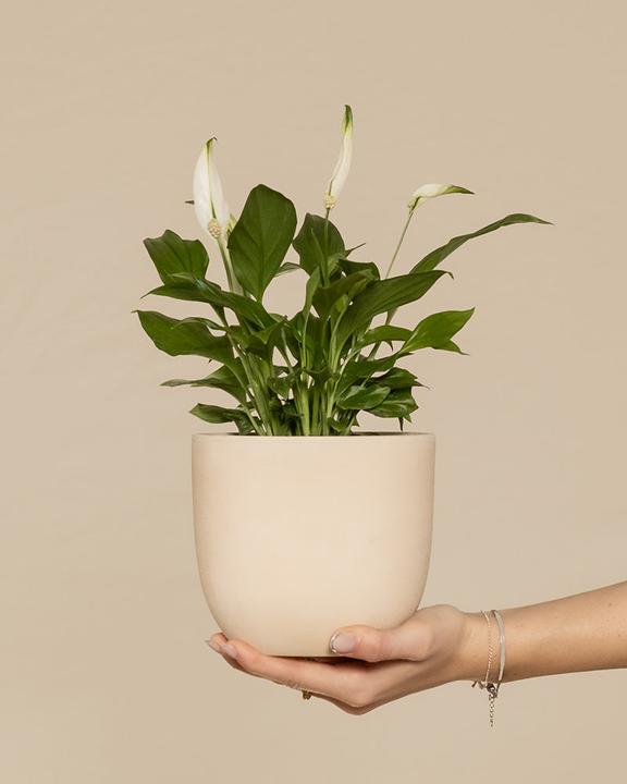 Actual product image feey Single leaf (35 cm, Freshly repotted)