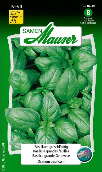 Samen Mauser Basil large-leaved (Herb seeds)