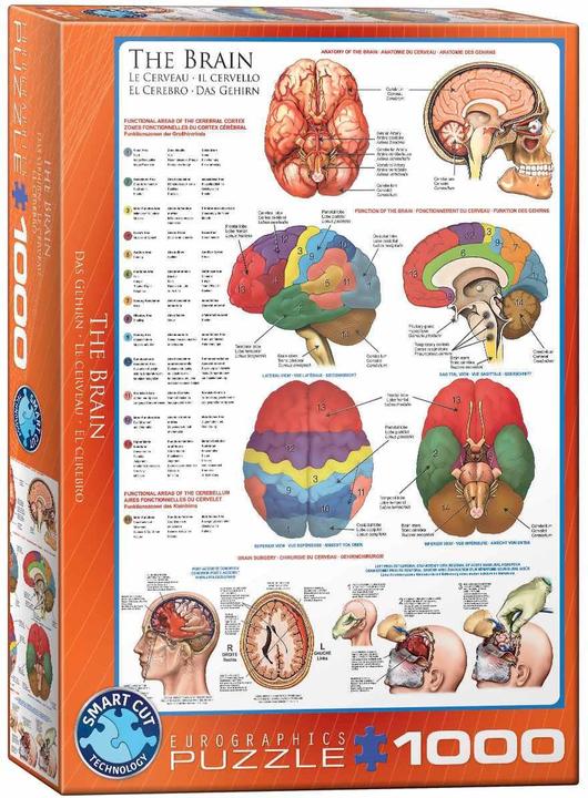 Image du produit Eurographics Le cerveau (1000 pièces)