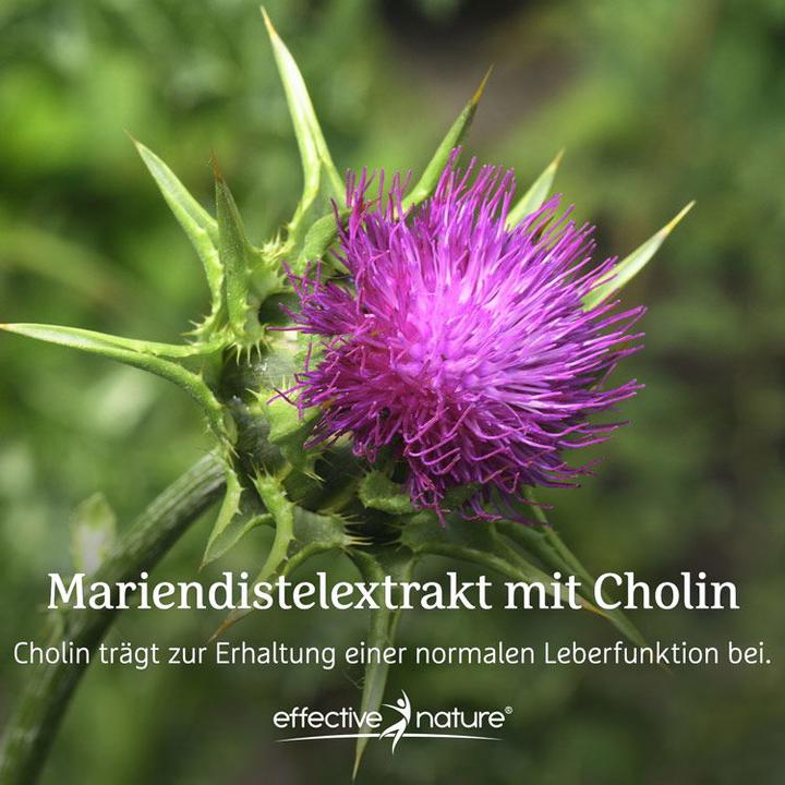 Produktbild Effective Nature Mariendistel Extrakt mit Cholin (60 Stück, Kapseln, 28 g)