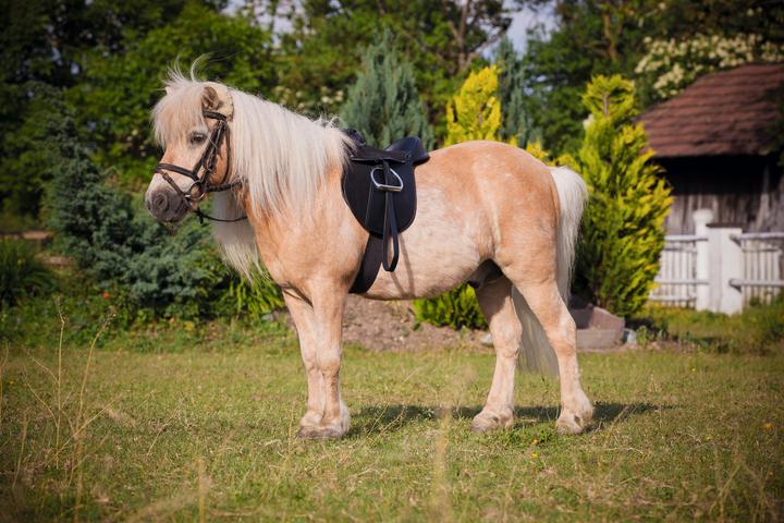 Productafbeelding Kerbl Zadelset Economy Pony zwart (incl. singel, stijgbeugels, stijgbeugelriemen)