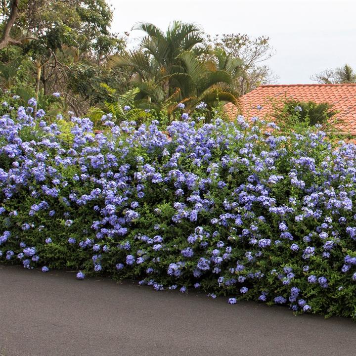 Actual product image Plant in a Box Plumbago auriculata - Set of 3 Male Loyalty (25 cm)
