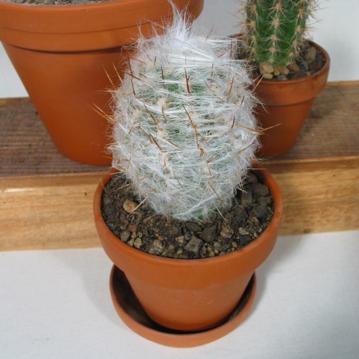 Produktbild Kakteen Gautschi Haarige Greisen (20 cm)