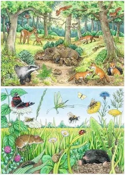 Produktbild Ravensburger Wieso? Weshalb? Warum? Tiere im Wald und auf der Wiese (24 Teile)