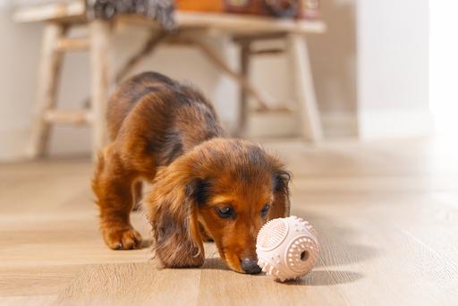 Immagine prodotto Beeztees Palla dentale per cuccioli (Gioco da masticare per cani)