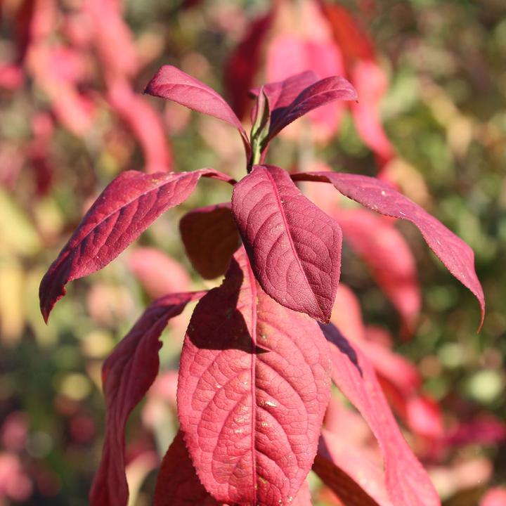 Produktbild Zulauf Pfaffenhütchen / Euonymus europaeus (80 cm)